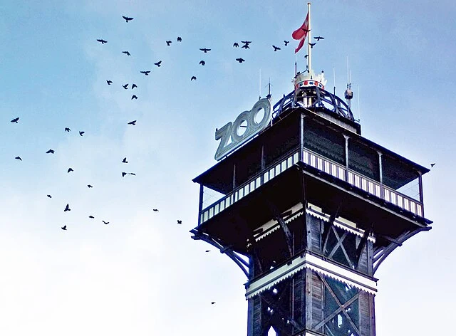 Københavns ZOO i økonomisk stormvejr: Tre chefer fyret efter massivt underskud