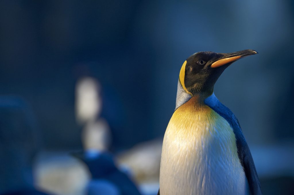 Det kidnappende pingvinpar var slet ikke homoer – men det var god PR for Odense Zoo