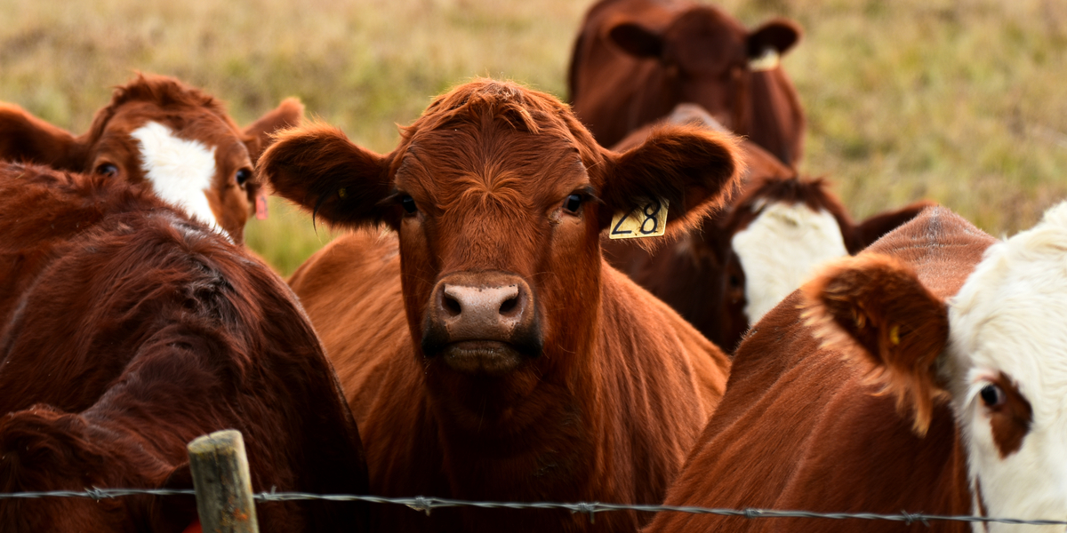 Dyrlæge raser over dansk Nationalpark: Det er noget forbandet svineri