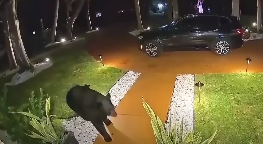 Bjørn sniger sig op til husets hoveddør: Hvad den så gør efterlader hele internettet i latter