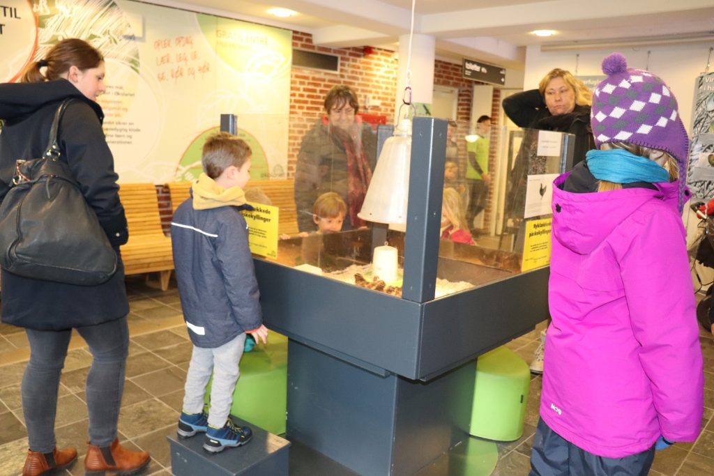 Økolariets påskekyllinger pipper frem
