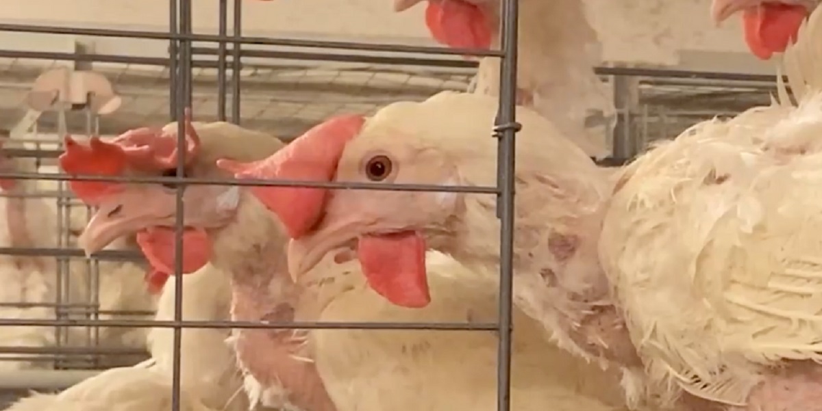 Efter chok-afsløringer: Nu opfordres DAVA Foods til at droppe buræg