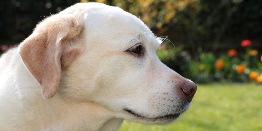 Golden retriever får serveret fødselsdagskage, men labrador har andre planer: Internettet elsker det