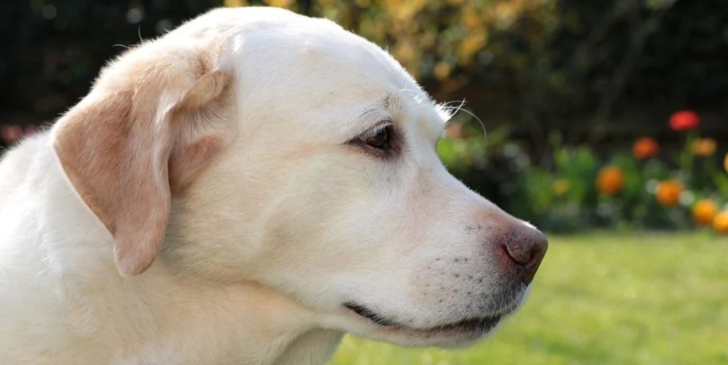 Golden retriever får serveret fødselsdagskage, men labrador har andre planer: Internettet elsker det