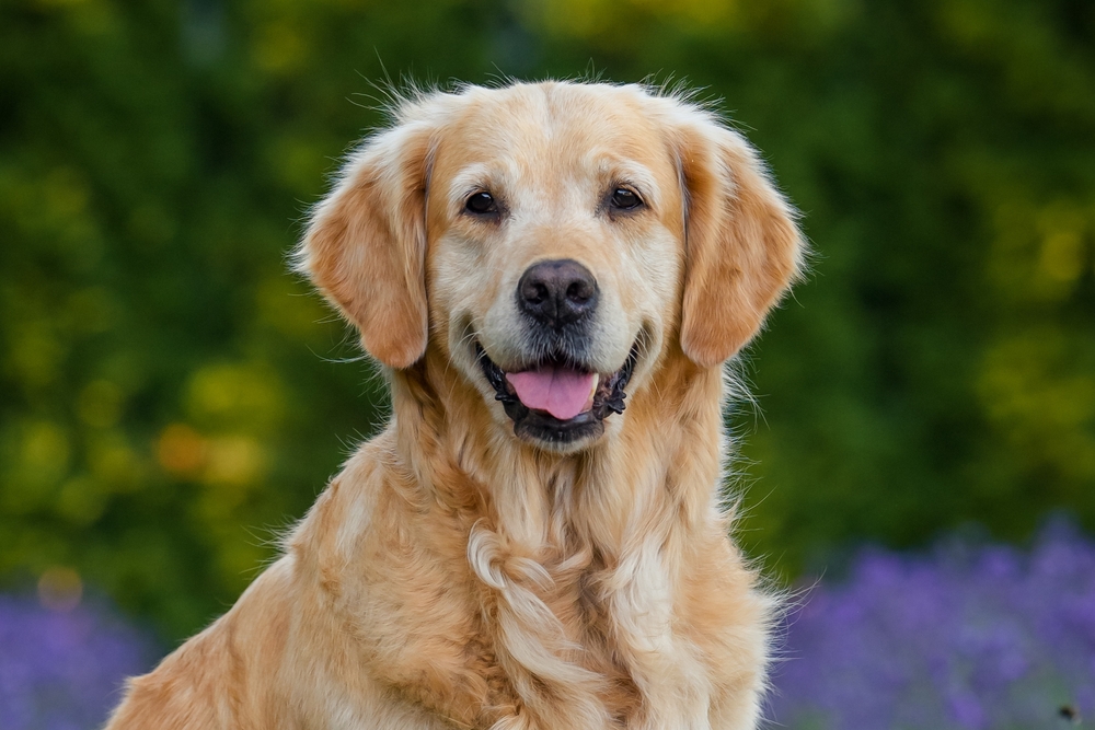 God hund: Frygtløs 17-årig hund trodsede kæmpe bjørn mens familien lå og sov