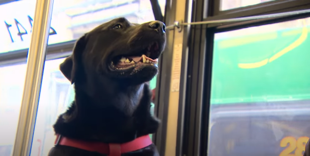 Labrador kører dagligt alene med bussen: Historien bag vil give dig et smil på læben