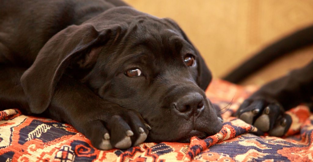 13 daglige vaner der kan give din hund angst