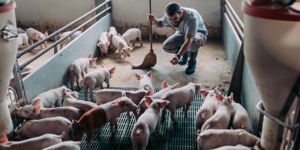 Dyrenes Beskyttelse med rystende afsløring: Hver tredje landmand bryder loven