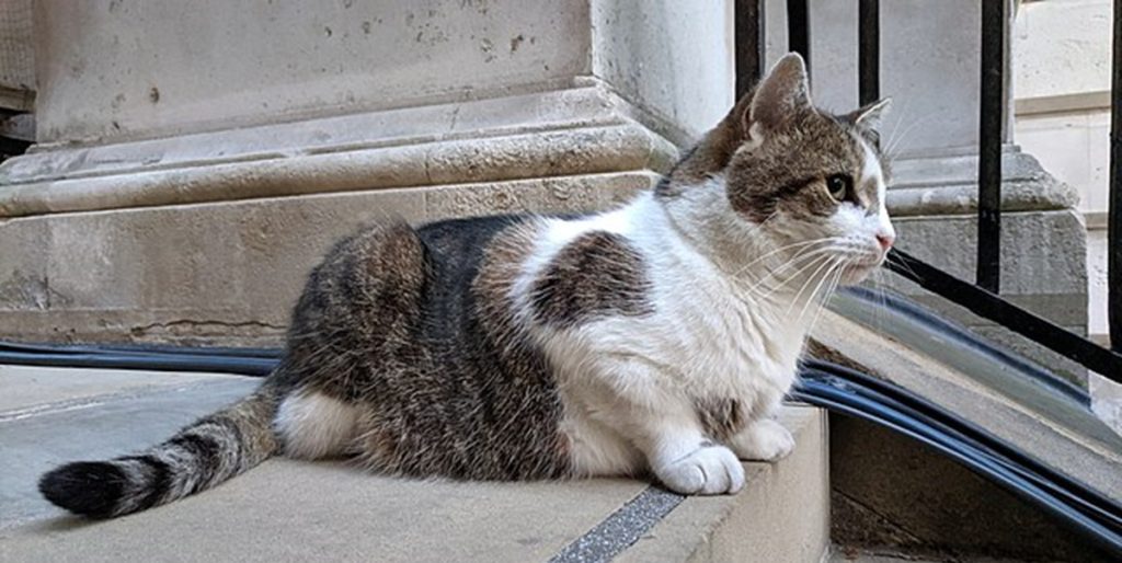 En uventet bofælle: Katten Larry byder sin sjette premierminister velkommen på Downing Street