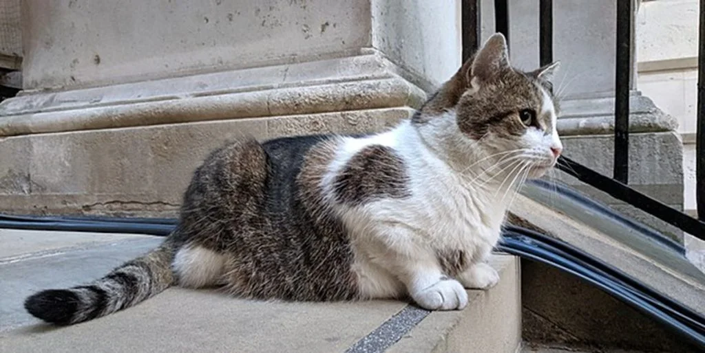 En uventet bofælle: Katten Larry byder sin sjette premierminister velkommen på Downing Street