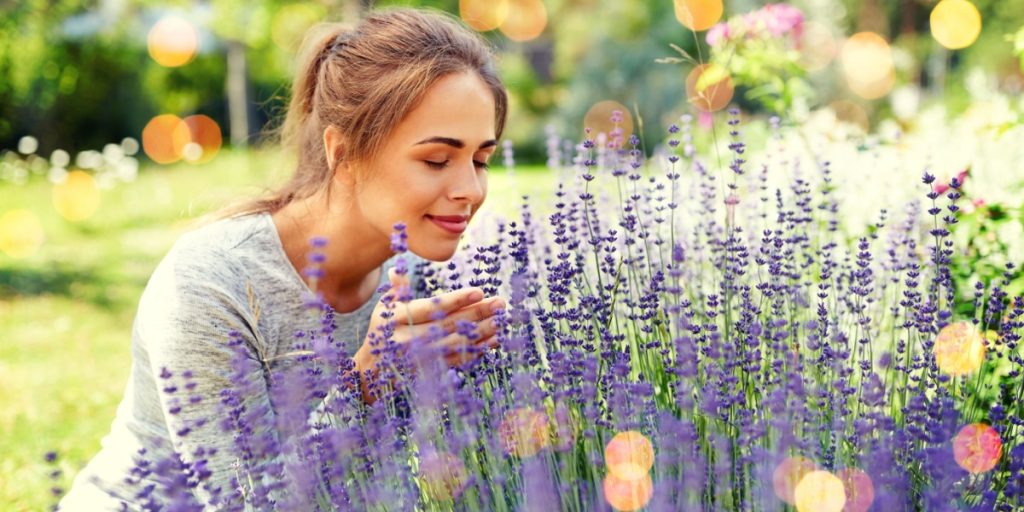 De fleste laver fejlen og smider dem ud: Plant dem under din lavendel, og hele haven vil springe smukt ud