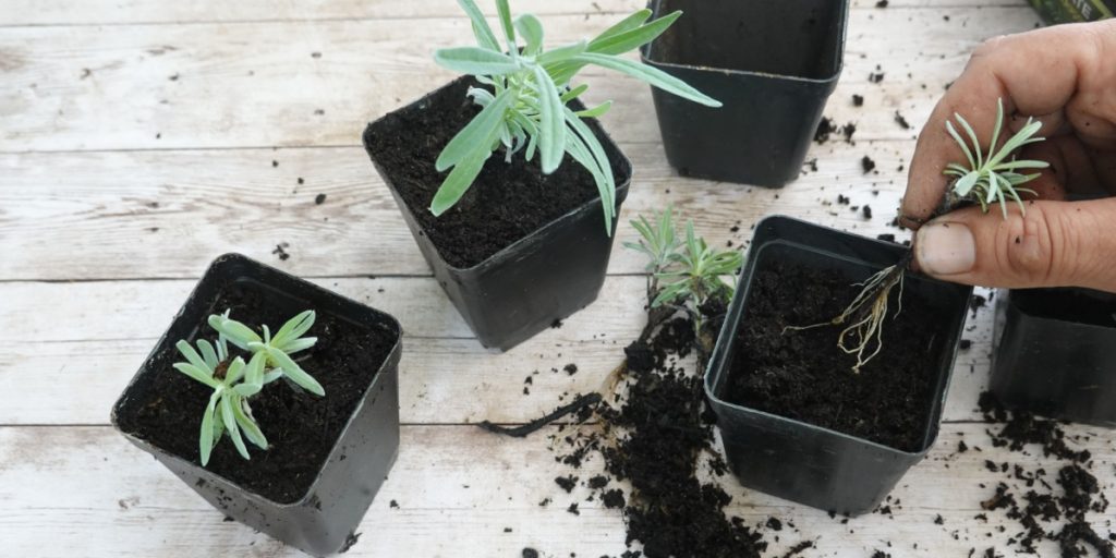 Med stiklinger af lavendel kan du sikre en flot årlig blomstring: Sådan gør du