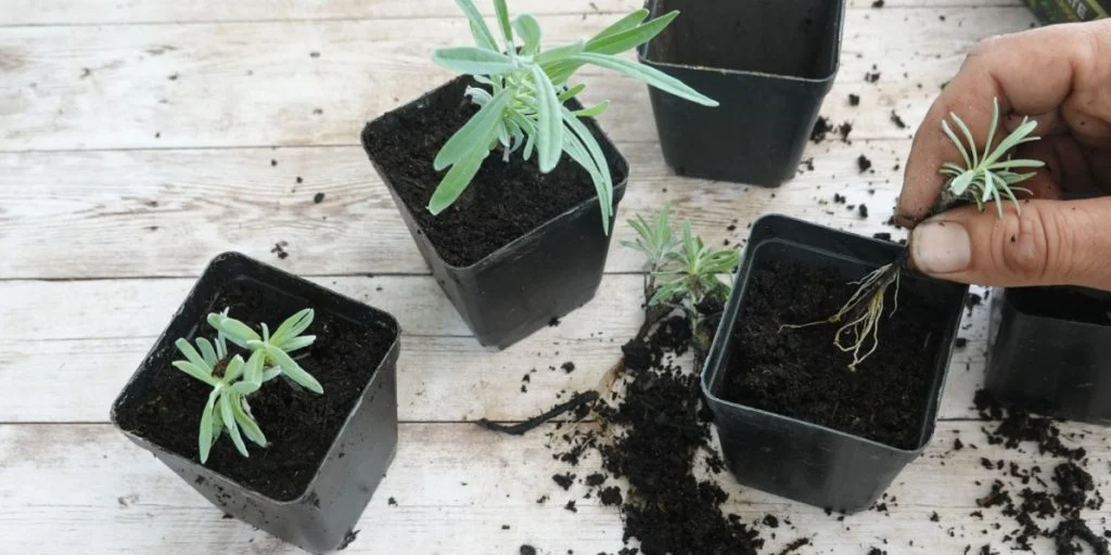 Med stiklinger af lavendel kan du sikre en flot årlig blomstring: Sådan gør du