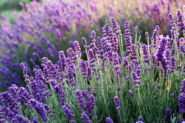 Lav denne hjemmelavede blanding til dine lavendel og få smukke blomster til sommer