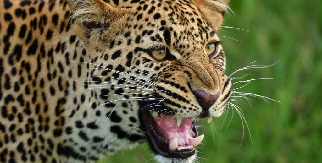 Zoologisk have sætter overvægtig leopard på slankekur – går ikke helt som planlagt