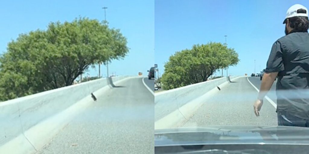 Mand ser lille sort prik ved vejkanten – da han opdager, hvad det er, reagerer han straks