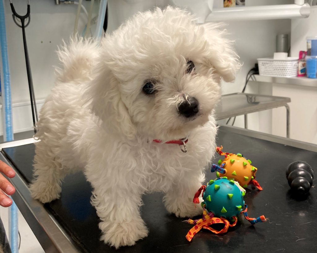 Hvalp efterladt på dansk tankstation med hjerteskærende seddel