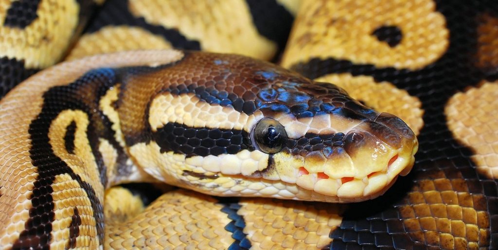 Politiet finder 77 levende kongepyton-slanger i forladt lejlighed