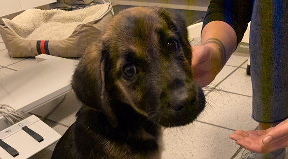 Lænket til radiator: Efterlader lille hvalp alene i syv dage