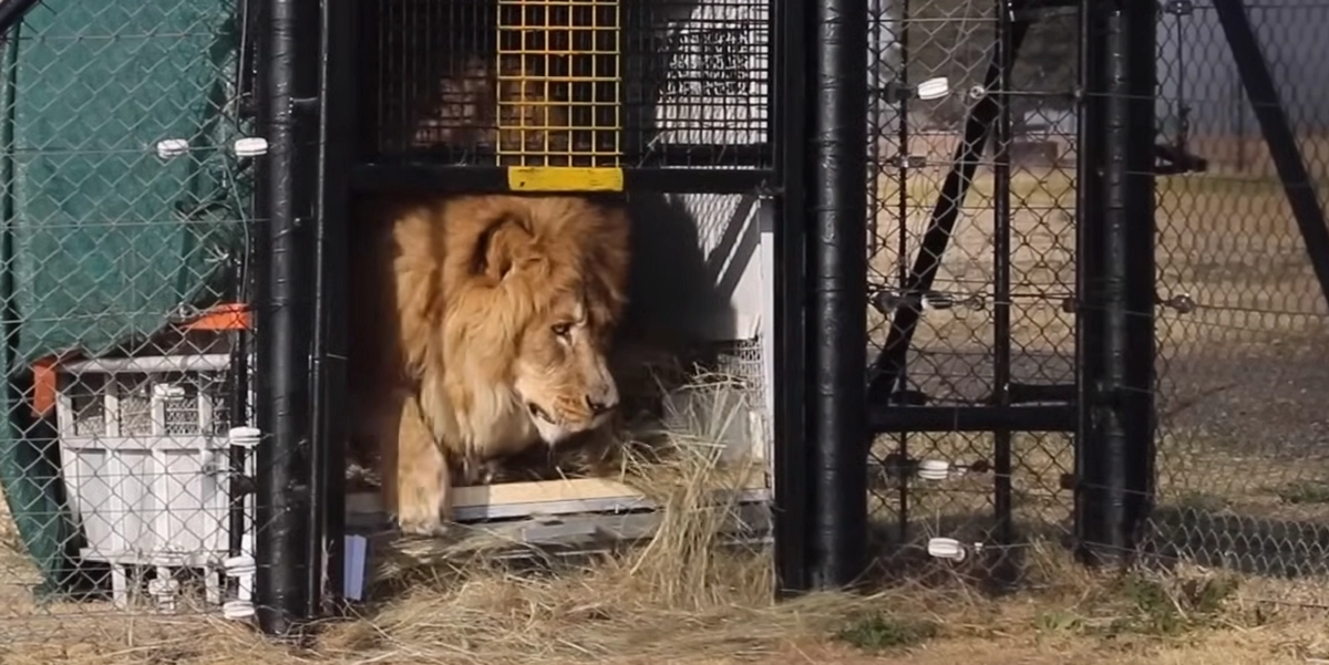 Se den rørende video: “Verdens mest ensomme løve” slippes fri efter flere år alene