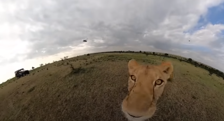 Løve stjæler kamera, som filmer videre – men se så hvad den gør
