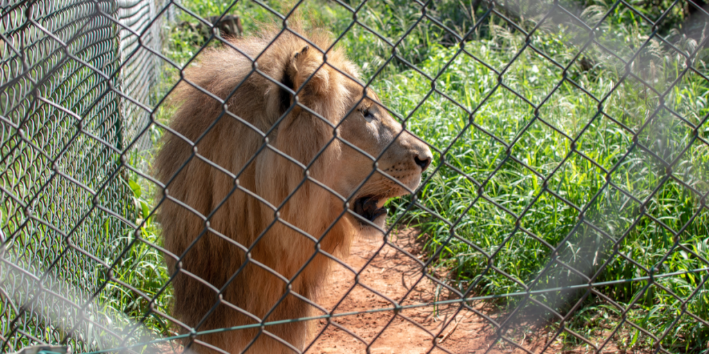 Ny tragedie i ZOO: Mand dræbt af løve
