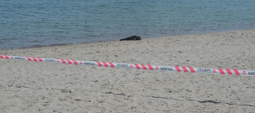 Babysæl sættes under politibeskyttelse