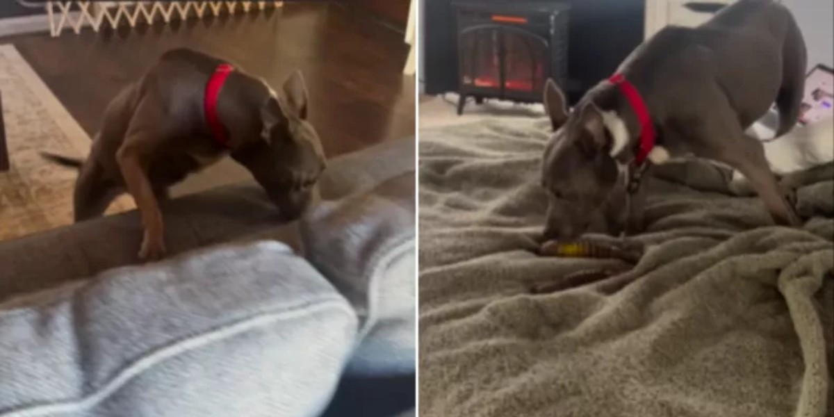 Hund har været på internat i 11 år: Sådan reagerer den på nyt hjem efter endelig at være blevet adopteret