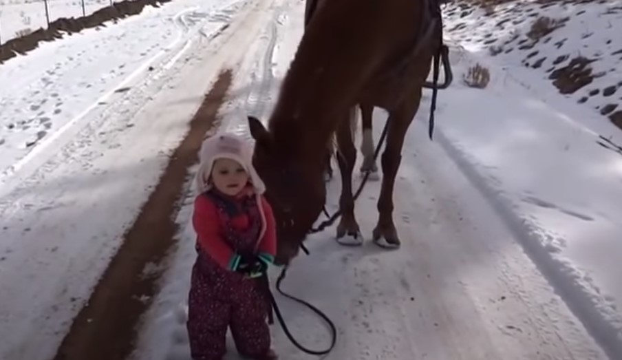 2-årige Emma går tur med kæmpe hest: Hvad der pludselig sker, får hele internettet til at måbe