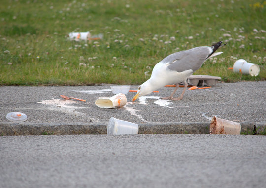Kommunen tager det tunge skyts i brug i kampen mod måger i byen