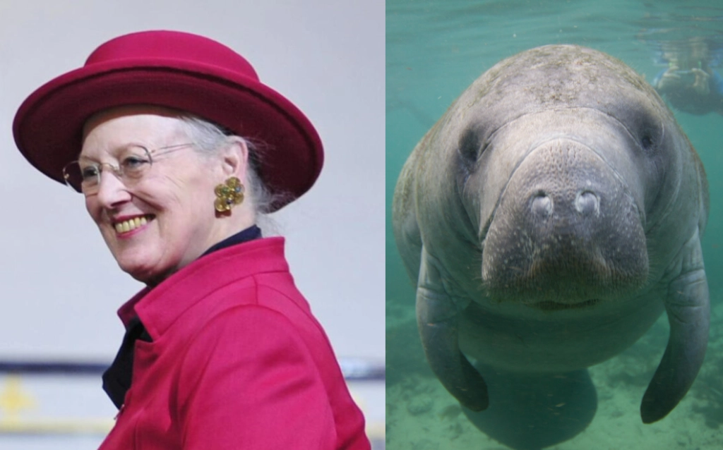 Hvad har tusindvis af søkøer og Dronning Margrethe tilfælles? D.14. januar skriver sig atter ind i historiebøgerne