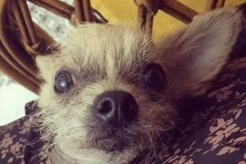 Bidsk hund flår Milo i stykker – Mens ejer ser grinende til