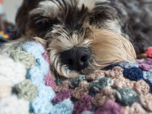 Forkert foder gør hunde syge og overvægtige