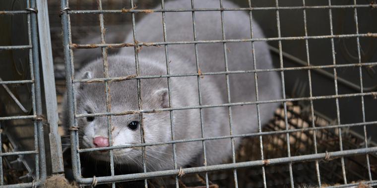Stort kaos i regeringen: Kan ikke kræve mink slagtet