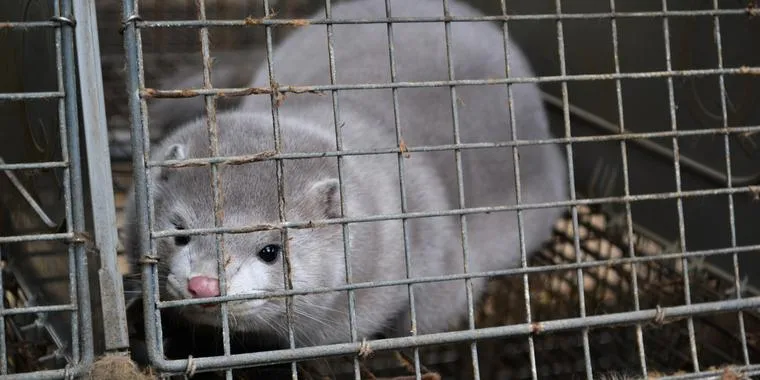 Stort kaos i regeringen: Kan ikke kræve mink slagtet