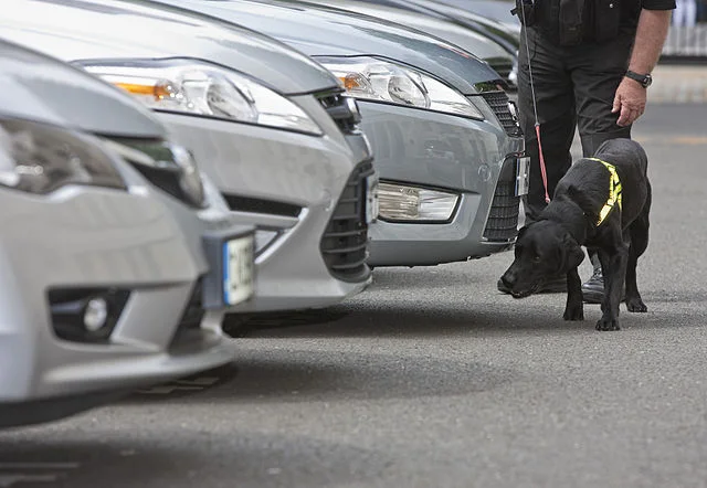 11-årig pige var meldt savnet: Så gjorde politihund denne handling