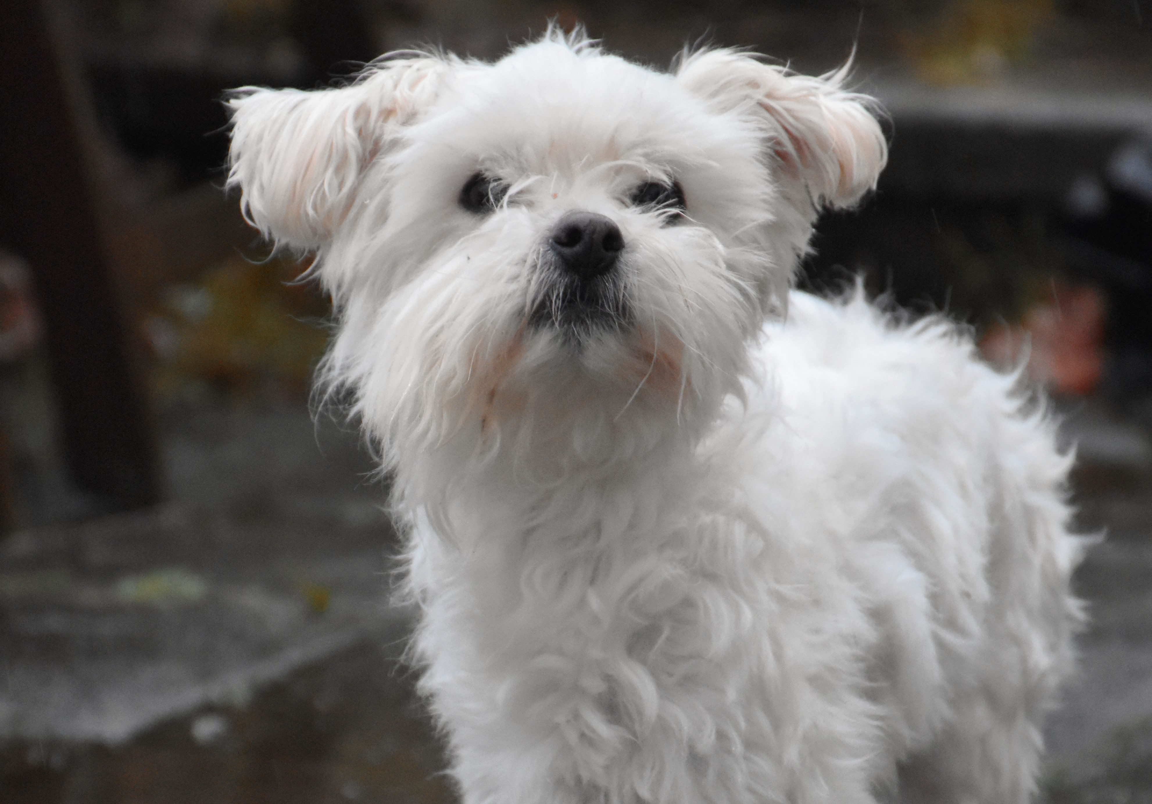 Smidt i grøft: Svigtede Mogens ramt af alvorlige problemer