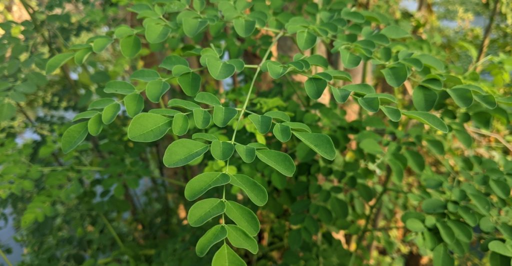 De færreste kender til denne plante: Kan afgifte leveren og tarmene