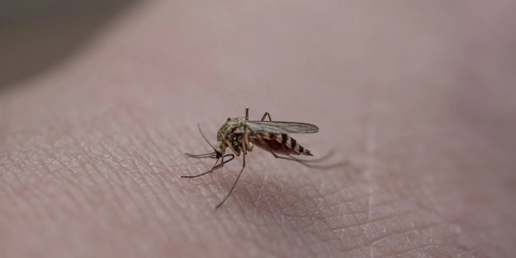 Virker hele sommeren: Her er den eneste plante, der holder myg væk fra terrassen