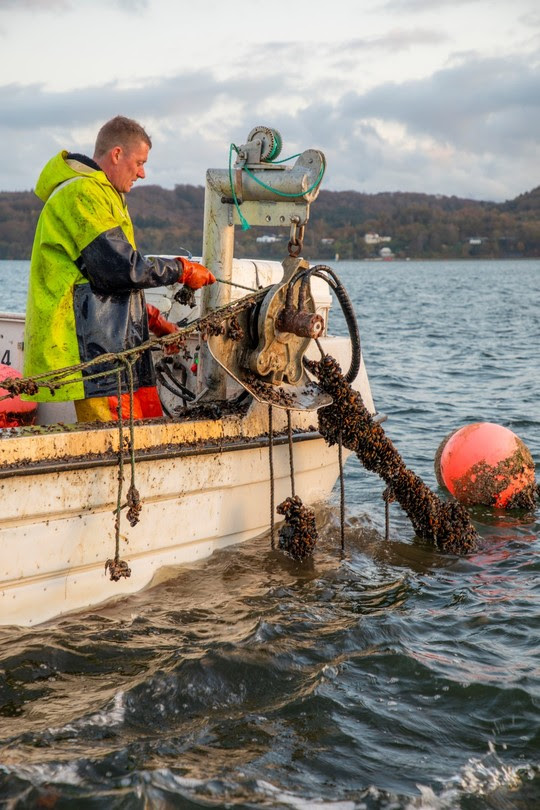 Muslingeanlæg skal skabe nye muslingebanker i Vejle Fjord