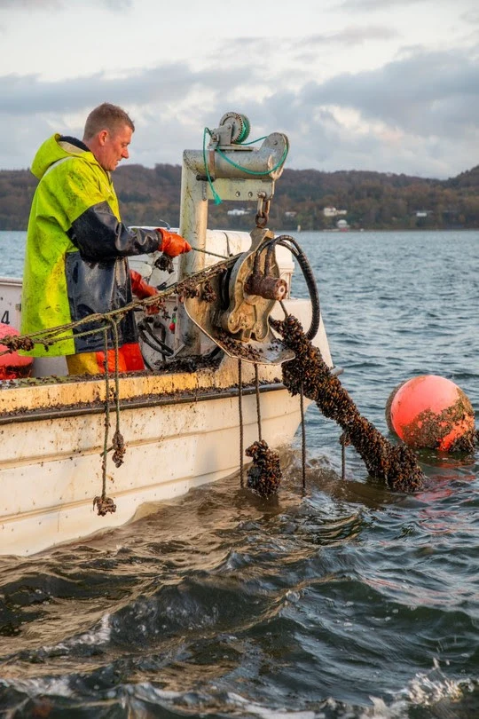 Muslingeanlæg skal skabe nye muslingebanker i Vejle Fjord