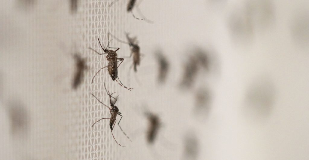 Insekterne melder sin ankomst! Slip hurtigt og nemt af med dem, med et simpelt køkkentrick