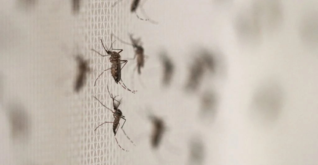 Insekterne melder sin ankomst! Slip hurtigt og nemt af med dem, med et simpelt køkkentrick