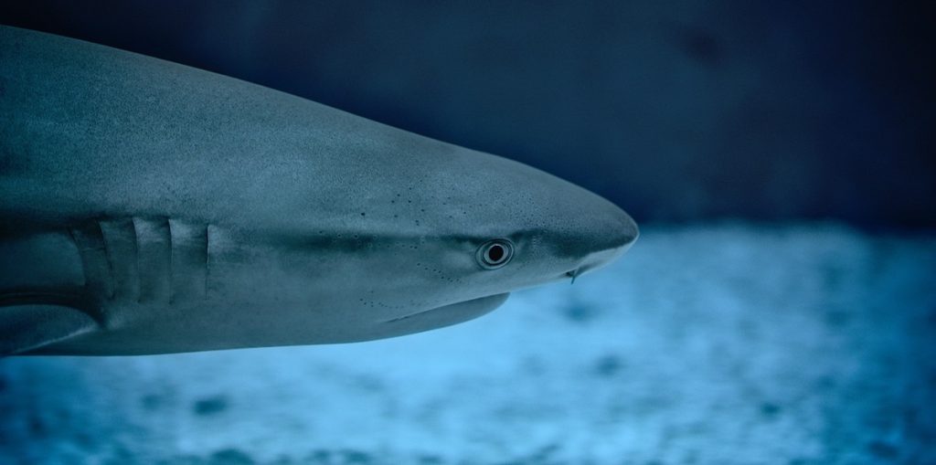 Floridas strandgæster bliver advaret: To hajangreb på samme dag