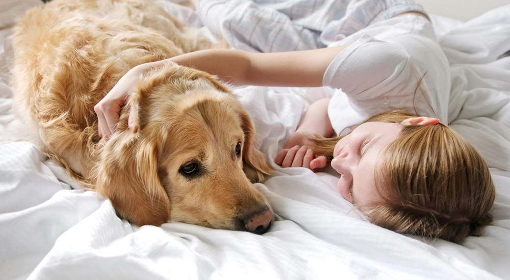 Det er så sødt: Golden retriever har særlig måde at fortælle sin døve søskende, at forældrene er hjemme