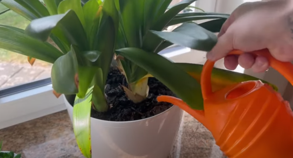Det står i næsten alle garager: Se hvad der sker, når du hælder det ned til dine planter