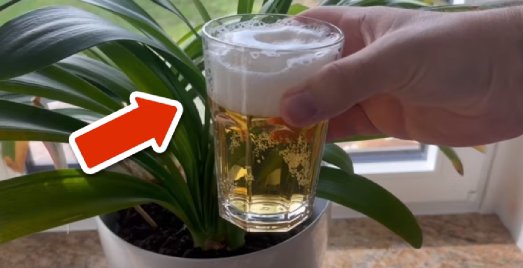 De kan mere end sætte gang i julefrokosten: Ekspert forklarer hvorfor du skal hælde øl i dine planter