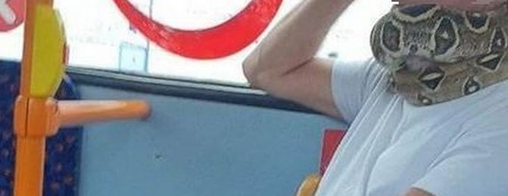 Chokerer i bybus: Mand bruger stor slange som mundbind