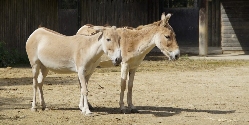 Et af verdens mest sjældne dyr er kommet til verden i Chester Zoo i England
