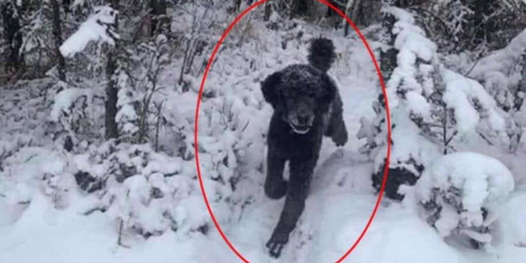 Billede deler vandene: Ser du en mand eller en hund?